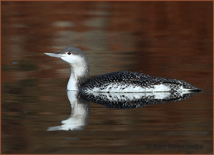 Red-throated Loon